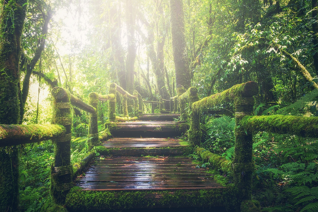 Magical pathway in the forest